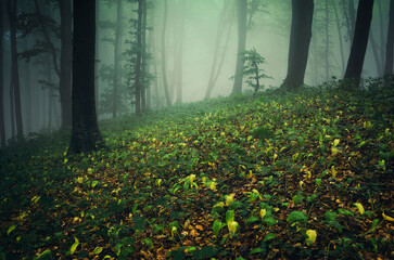 lush vegetation in foggy green woods