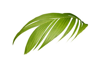 Plant leaves Green nature Tropical forest isolated on transparent background - png.	