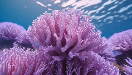 Naklejka na ściany i meble Macro closeup of beautiful natural purple corals 3D