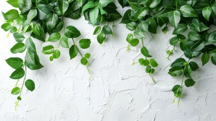 Green Ficus Plant Leaves White Wall