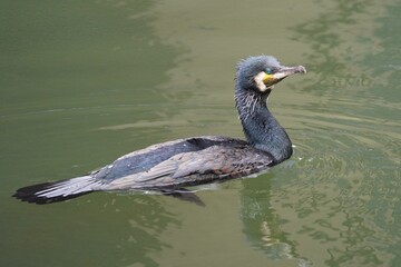 The Japanese cormorant (Phalacrocorax capillatus) is a cormorant native to the east Palearctic.