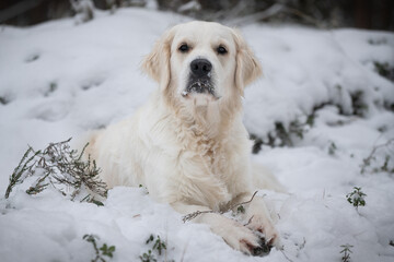 Beautiful white golden retriever outside in snow during winter season