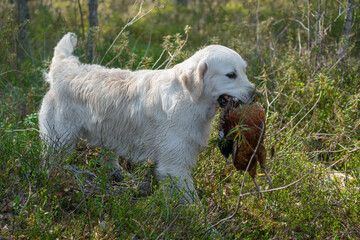 Beautiful golden retriever carrying a shot down game.