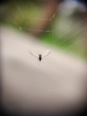 fly on the web