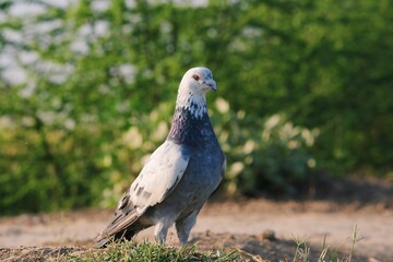 pigeon on Earth with green background 