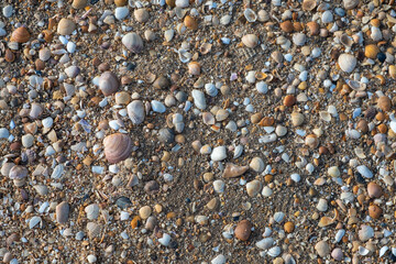 Sea shells on sand. Summer beach background. Top view, real photo.
