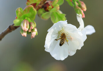 Bee's pollination, white flowers, spring blossom tree