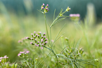 Most popular cumin seeds plant in Egyptian field,unripped cumin crop dry plants,The most widely used spice is cumin or plant,Carum or Caraway and carvi. cumin flower.