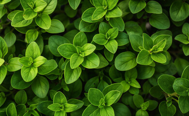 Close-up of lush green oregano leaves creating a vibrant natural texture.