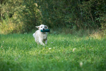 Fototapeta premium Beautiful golden retriever dog carrying a training dummy in its mouth.