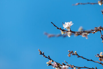 寒い冬に咲く冬桜