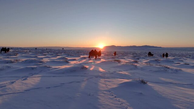 Bactrian camel in snowy winter Mongolian steppes