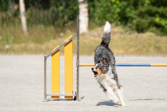Shetland Sheepdog jumps over an agility hurdle on a dog agility course