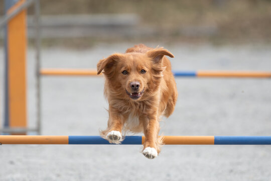 Nova Scotia Duck Tolling Retriever jumps over an agility hurdle on a dog agility course