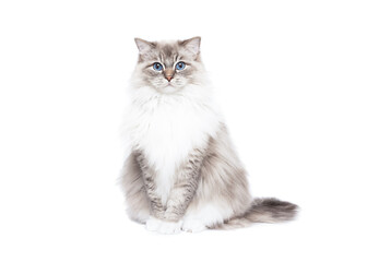 Ragdoll cat sitting on white studio background portrait