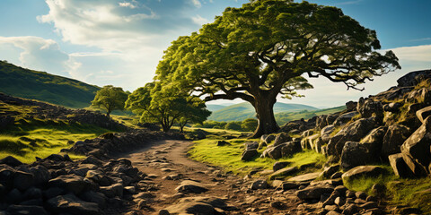 Majestic oak, with powerful roots, like a support on which the whole forest stand - obrazy, fototapety, plakaty