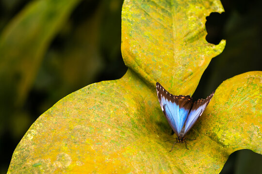 Beautiful blue butterfly Morpho peleides in a green "jungle"
