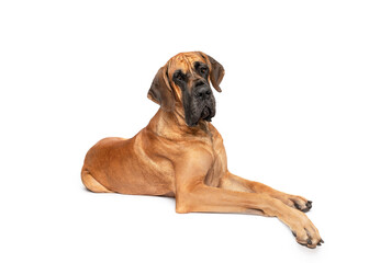 Great Dane dog lying isolated on white studio background large dog breed portrait