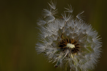 dandelion seeds