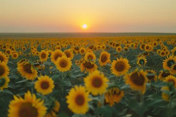 Sunflower field at sunset. Beautiful summer landscape with sunflowers.