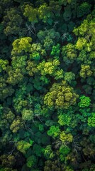 Naklejka premium Aerial view of dense forest