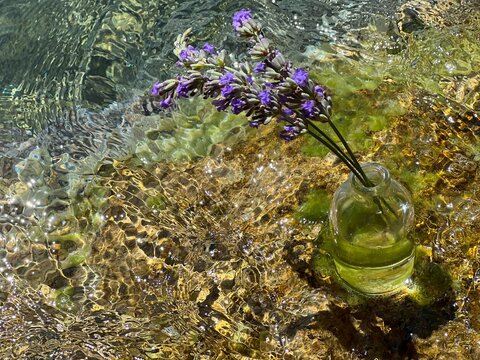 Lavender flowers against shiny clear water. 