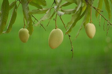 The green mangoes hanging on the tree