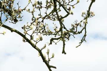 magnolie baum blüte himmel 