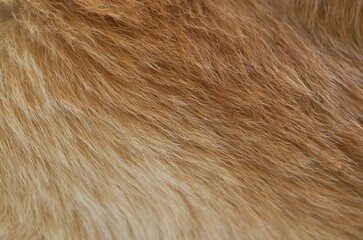 Background, of the brown hair of golden retriever