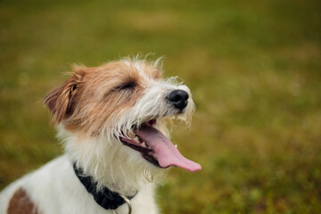 close-up portrait of jack russel dog