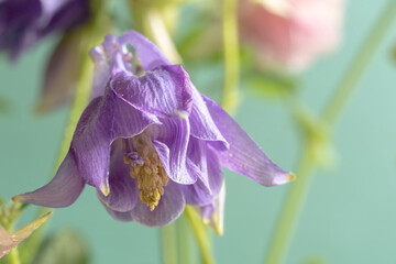 Macro purple aquilegia flower and dew drops. Extreme flower close-up