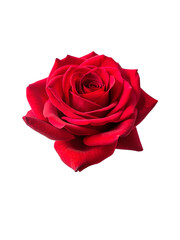 Fototapeta premium Beautiful red rose. isolated on transparent background.