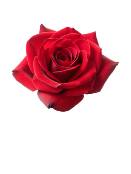 Beautiful red rose. isolated on transparent background.