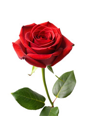 Fototapeta premium Beautiful red rose. isolated on transparent background.