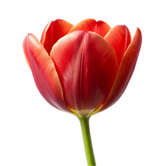 Red tulip flower. isolated on transparent background.