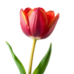 Red tulip flower. isolated on transparent background.