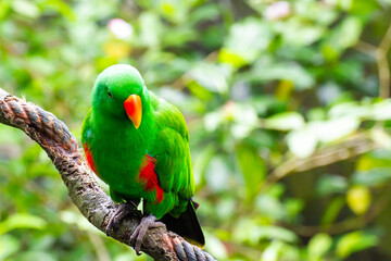 Green Parrot In The Jungle At Singapore Zoo.
