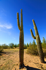 Old Saguaro Cactus Sonora desert Arizona