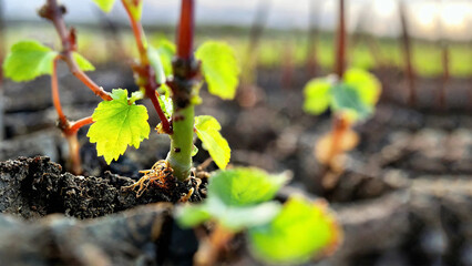 sprouts of young grapes, grape seedlings in spring, grapevine gardening harvest agriculture organic...