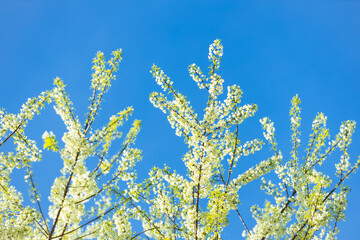 White cherry blossom or Prunus cerasoides in springtime, Branches of blossoming white sakura