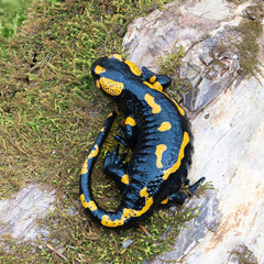 full lenght salamander in natural habitat - 763230452