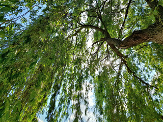 Weide belaubt im Sommer