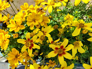 Blühende Bidens, Bidens ferulifolia