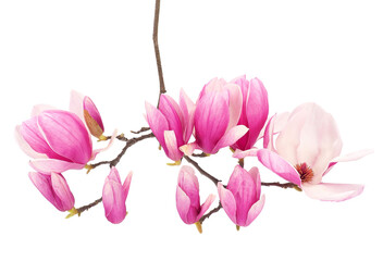 Blossoming saucer magnolia tree branch isolated on white background, Magnolia × soulangeana