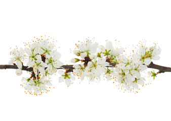 Blossoming blackthorn tree branch isolated on white background, Prunus spinosa - obrazy, fototapety, plakaty