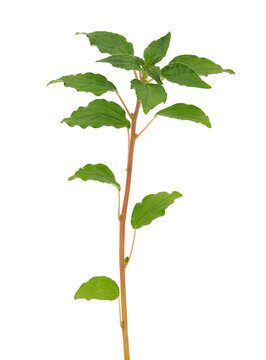 Spreading pellitory plant isolated on white background, Parietaria judaica