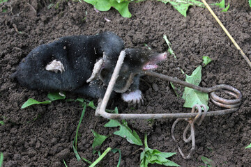 European mole (Talpa europaea) caught in classic copper wire trap, close up.