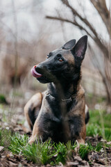 A malinois dog in nature in snowdrops