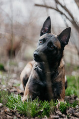 A malinois dog in nature in snowdrops
