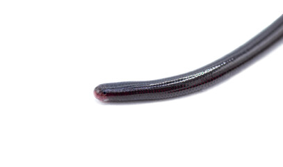 Brahminy Blind snake - Indotyphlops braminus - non venomous fossorial nocturnal species Asia or Africa but have spread worldwide. Eyespot and face closeup isolated on white background